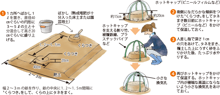 スイカ イラスト家庭菜園 調べる タキイ種苗株式会社