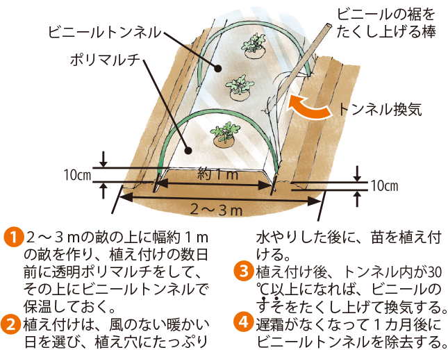 スイカ イラスト家庭菜園 調べる タキイ種苗株式会社