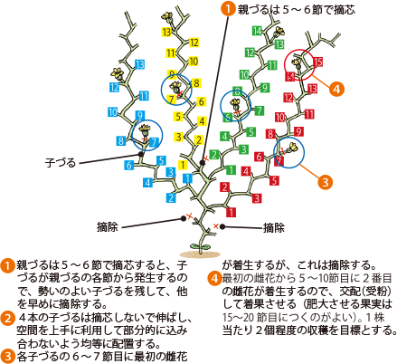 スイカ イラスト家庭菜園 調べる タキイ種苗株式会社