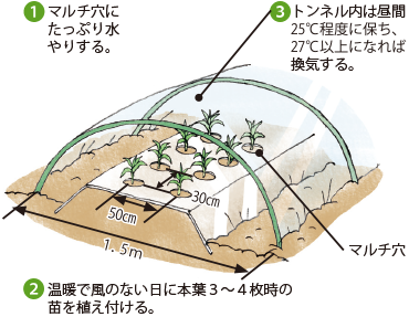 第3図　スイートコーンのトンネル栽培