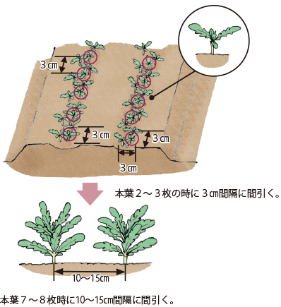 シュンギク イラスト家庭菜園 調べる タキイ種苗株式会社