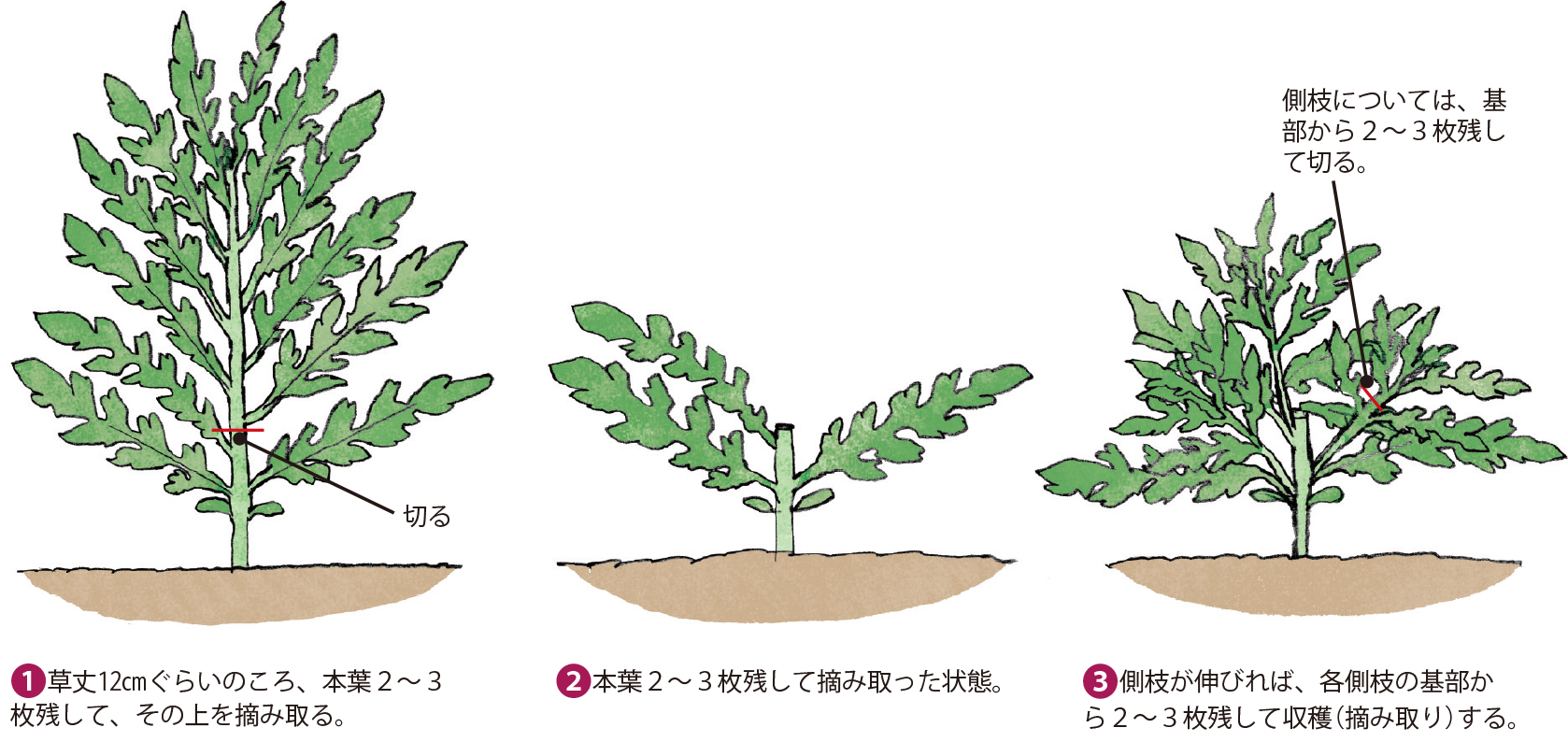 シュンギク イラスト家庭菜園 調べる タキイ種苗株式会社