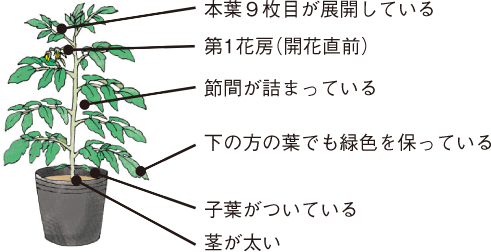 トマト イラスト家庭菜園 調べる タキイ種苗株式会社