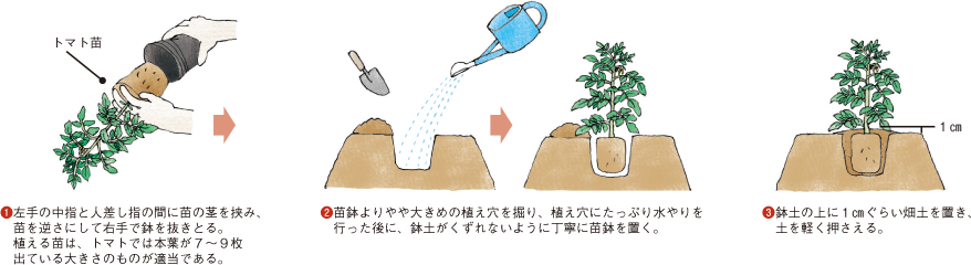 トマト イラスト家庭菜園 調べる タキイ種苗株式会社