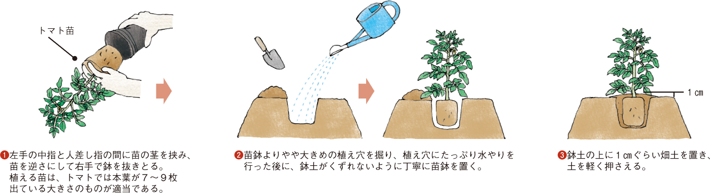 トマト イラスト家庭菜園 調べる タキイ種苗株式会社