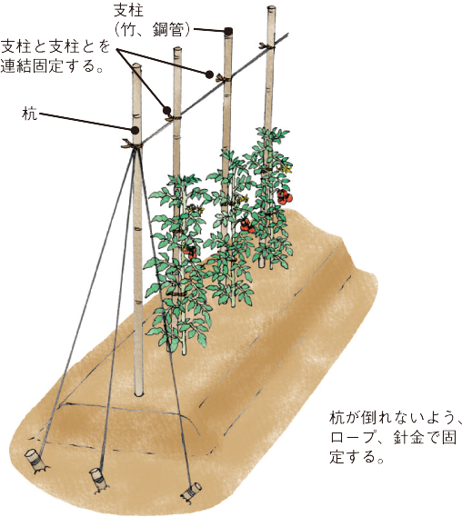 トマト イラスト家庭菜園 調べる タキイ種苗株式会社