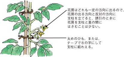 トマト イラスト家庭菜園 調べる タキイ種苗株式会社