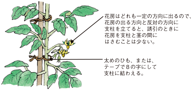 トマト イラスト家庭菜園 調べる タキイ種苗株式会社