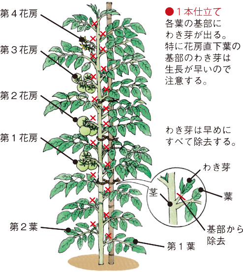 トマト イラスト家庭菜園 調べる タキイ種苗株式会社