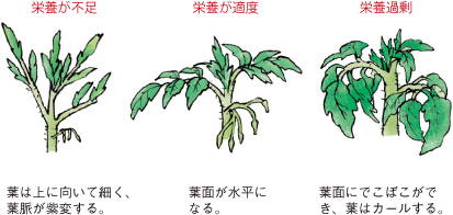 第12図 トマトの茎先端部における草勢判定の目安