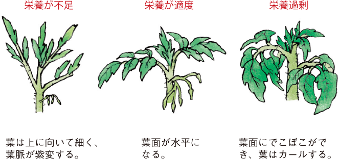 トマト イラスト家庭菜園 調べる タキイ種苗株式会社