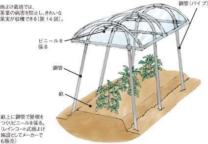 第14図 トマトの雨よけ栽培