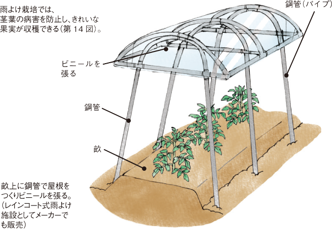 トマト イラスト家庭菜園 調べる タキイ種苗株式会社