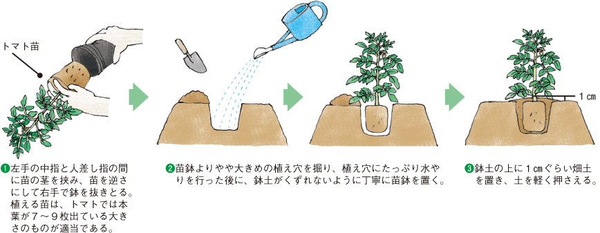 野菜作りの主な作業 イラスト家庭菜園 調べる タキイ種苗株式会社