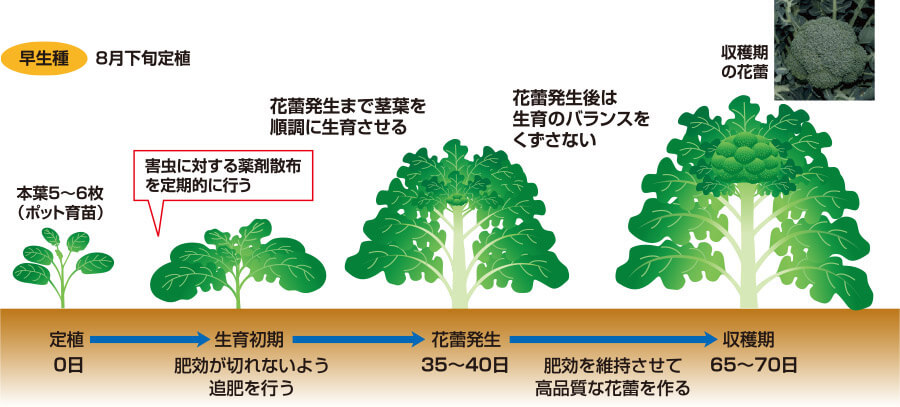 タキイのブロッコリー カリフラワー栽培マニュアル 野菜栽培マニュアル 調べる タキイ種苗株式会社