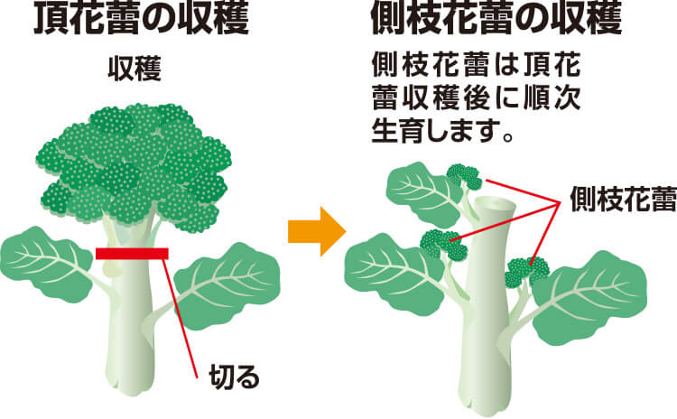 タキイのブロッコリー カリフラワー栽培マニュアル 野菜栽培マニュアル 調べる タキイ種苗株式会社