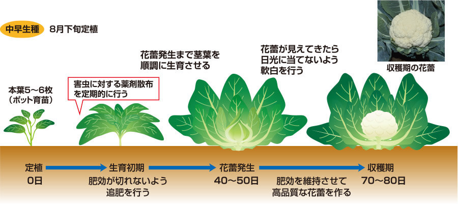 タキイのブロッコリー カリフラワー栽培マニュアル 野菜栽培マニュアル 調べる タキイ種苗株式会社