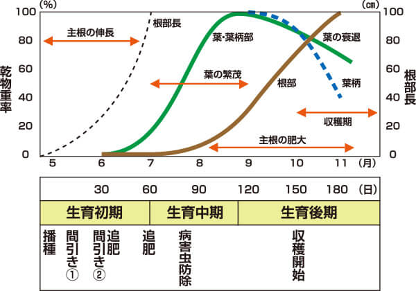 タキイのゴボウ栽培マニュアル 野菜栽培マニュアル 調べる タキイ種苗株式会社