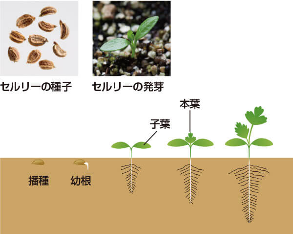 タキイのセルリー栽培マニュアル 野菜栽培マニュアル 調べる タキイ種苗株式会社