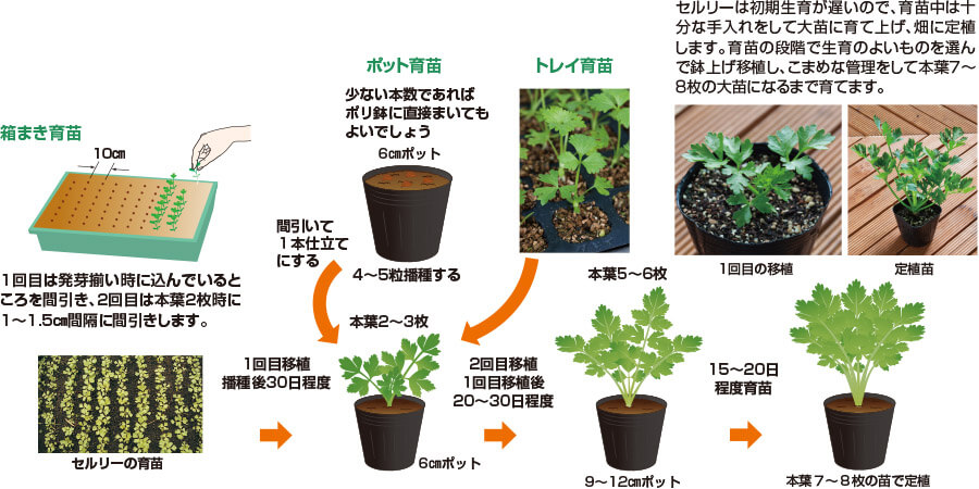 タキイのセルリー栽培マニュアル 野菜栽培マニュアル 調べる タキイ種苗株式会社