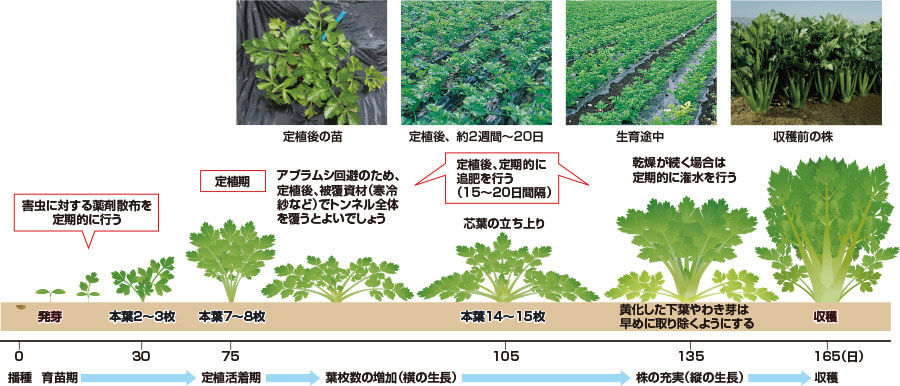 タキイのセルリー栽培マニュアル 野菜栽培マニュアル 調べる タキイ種苗株式会社