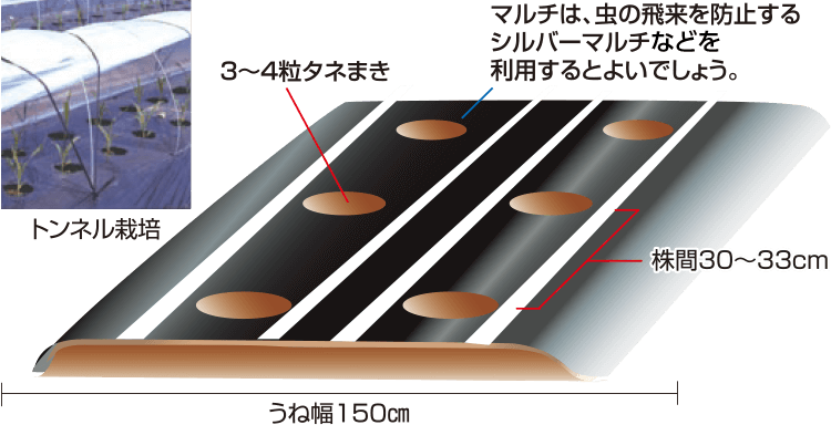 タキイのスイートコーン栽培マニュアル 野菜栽培マニュアル 調べる タキイ種苗株式会社