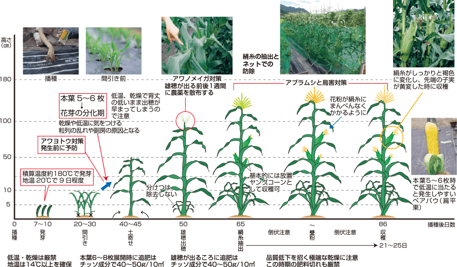 タキイのスイートコーン栽培マニュアル 野菜栽培マニュアル 調べる タキイ種苗株式会社