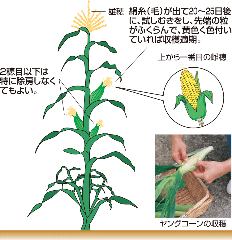 タキイのスイートコーン栽培マニュアル 野菜栽培マニュアル 調べる タキイ種苗株式会社