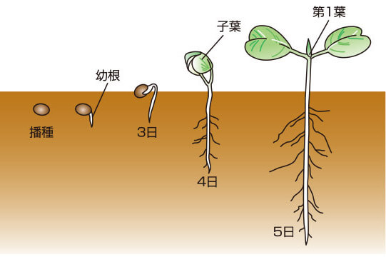 タキイのダイコン栽培マニュアル 野菜栽培マニュアル 調べる タキイ種苗株式会社