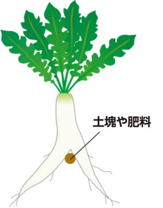 タキイのダイコン栽培マニュアル 野菜栽培マニュアル 調べる タキイ種苗株式会社