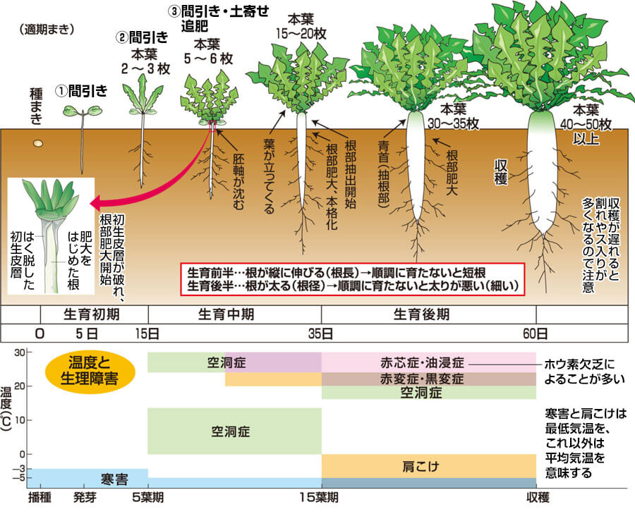 タキイのダイコン栽培マニュアル 野菜栽培マニュアル 調べる タキイ種苗株式会社
