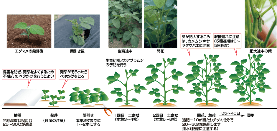 エダマメ 野菜栽培マニュアル 調べる タキイ種苗株式会社