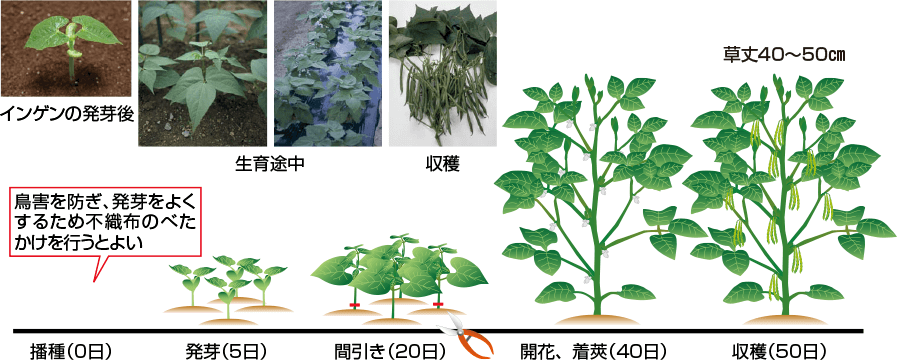 タキイのインゲン栽培マニュアル 野菜栽培マニュアル 調べる タキイ種苗株式会社