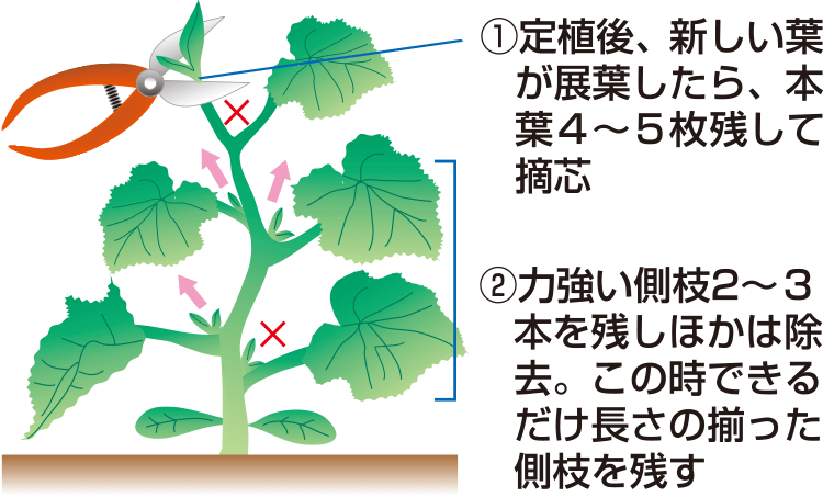 タキイのカボチャ栽培マニュアル 野菜栽培マニュアル 調べる タキイ種苗株式会社