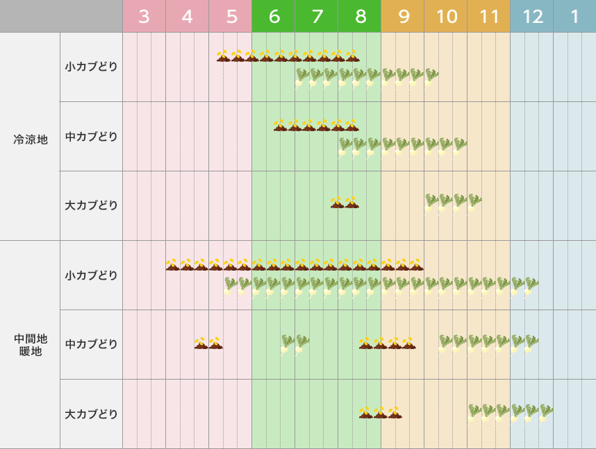 タキイのカブ栽培マニュアル 野菜栽培マニュアル 調べる タキイ種苗株式会社