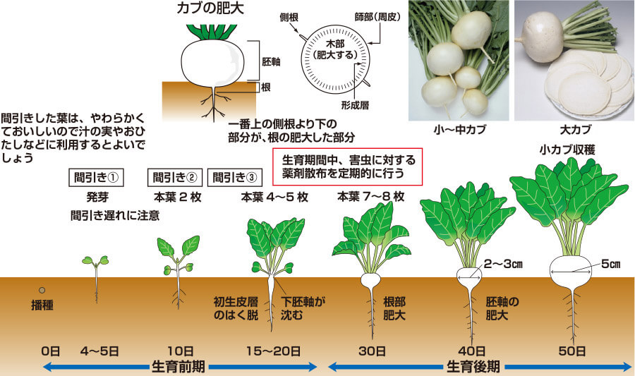 タキイのカブ栽培マニュアル 野菜栽培マニュアル 調べる タキイ種苗株式会社