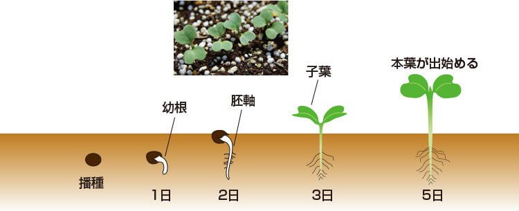 タキイのコマツナ栽培マニュアル 野菜栽培マニュアル 調べる タキイ種苗株式会社