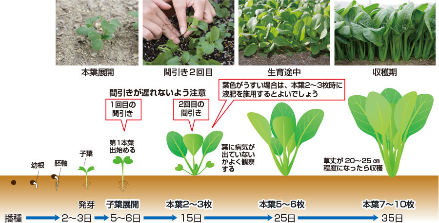 タキイのコマツナ栽培マニュアル 野菜栽培マニュアル 調べる タキイ種苗株式会社