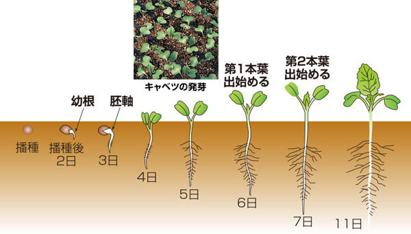 タキイのキャベツ栽培マニュアル 野菜栽培マニュアル 調べる タキイ種苗株式会社