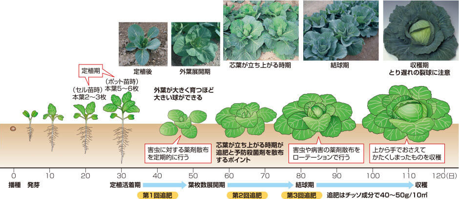 タキイのキャベツ栽培マニュアル 野菜栽培マニュアル 調べる タキイ種苗株式会社