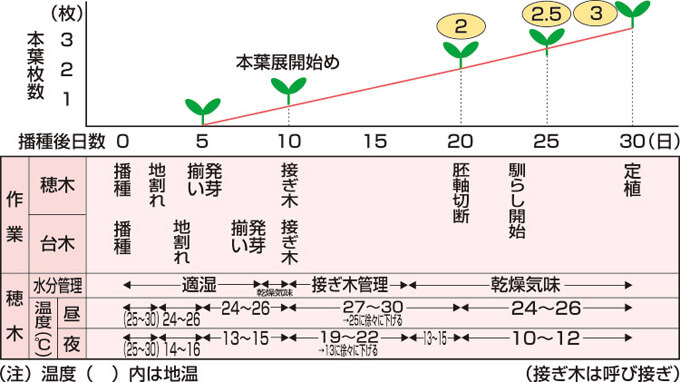 タキイのキュウリ栽培マニュアル 野菜栽培マニュアル 調べる タキイ種苗株式会社