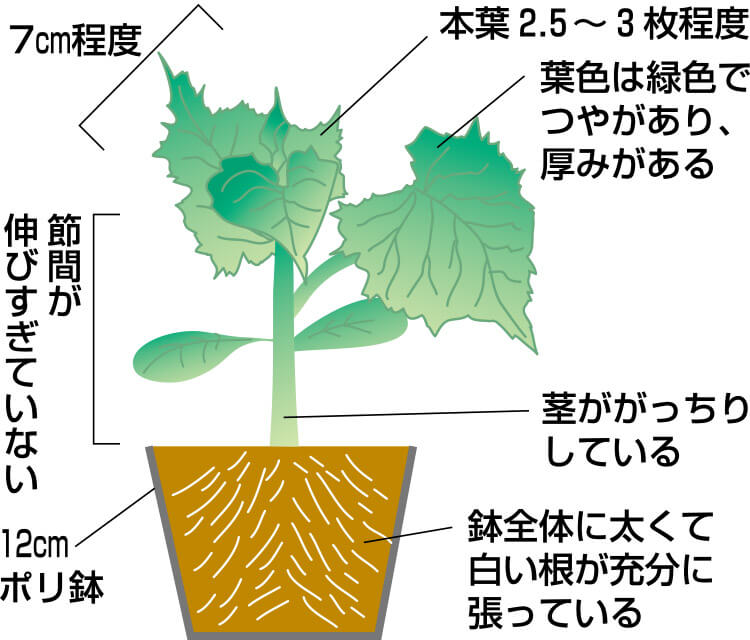 タキイのキュウリ栽培マニュアル 野菜栽培マニュアル 調べる タキイ種苗株式会社