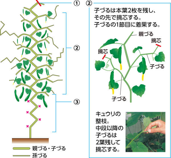 タキイのキュウリ栽培マニュアル 野菜栽培マニュアル 調べる タキイ種苗株式会社