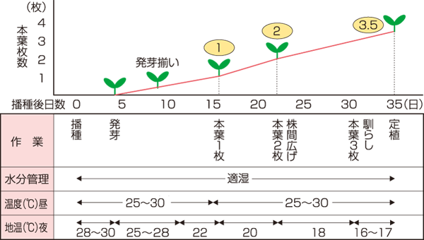 タキイのメロン栽培マニュアル 野菜栽培マニュアル 調べる タキイ種苗株式会社