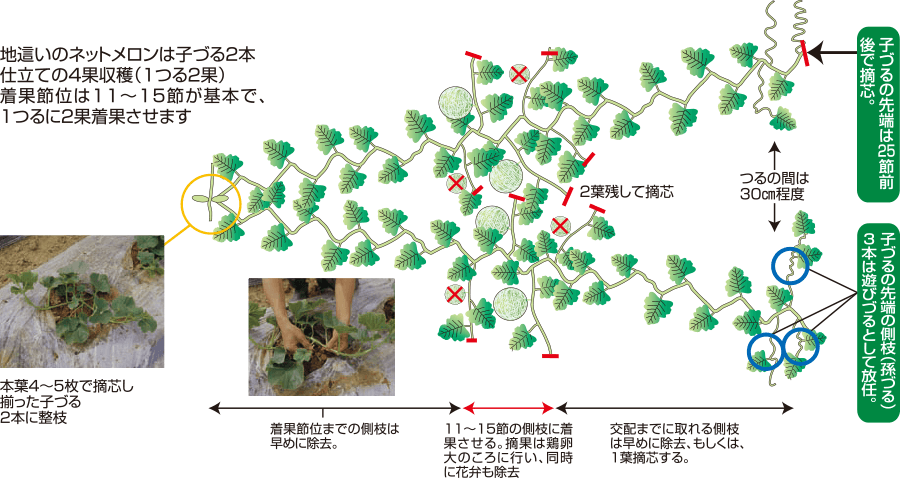 タキイのメロン栽培マニュアル 野菜栽培マニュアル 調べる タキイ種苗株式会社