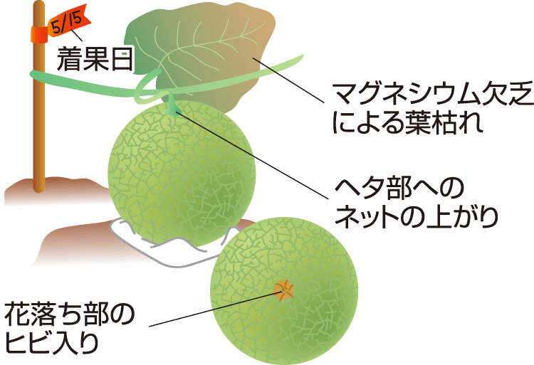 タキイのメロン栽培マニュアル 野菜栽培マニュアル 調べる タキイ種苗株式会社