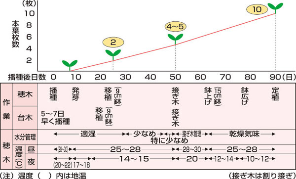 タキイのナス栽培マニュアル 野菜栽培マニュアル 調べる タキイ種苗株式会社