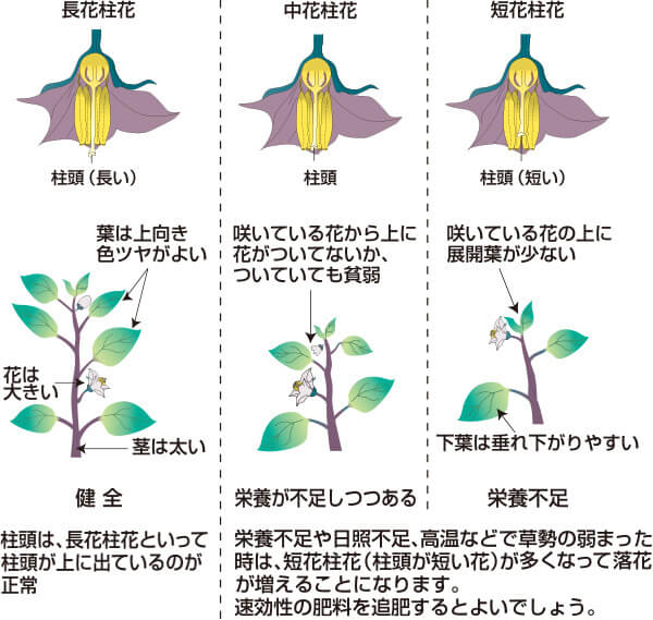 タキイのナス栽培マニュアル 野菜栽培マニュアル 調べる タキイ種苗株式会社