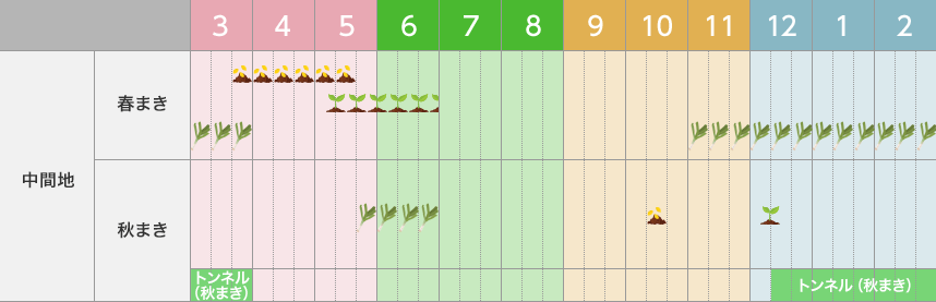 タキイのネギ栽培マニュアル 野菜栽培マニュアル 調べる タキイ種苗株式会社