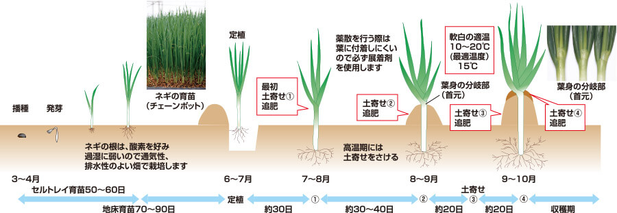 タキイのネギ栽培マニュアル 野菜栽培マニュアル 調べる タキイ種苗株式会社